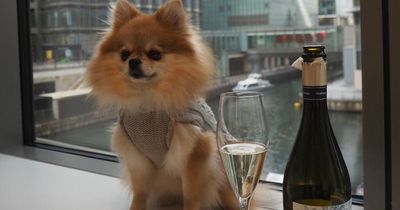 Pampered Pomeranian's £2,000 a year luxury lifestyle complete with doggy days out and pup cocktails