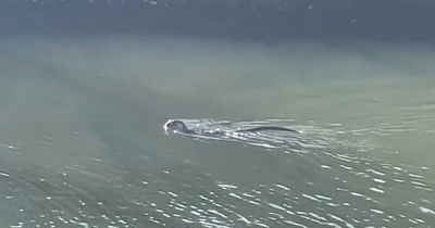 'Delight' as otters spotted in Bristol - but trust gives stark warning