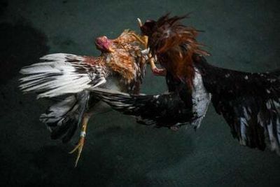 Nineteen killed after gunmen raid secret rooster fight in Mexico