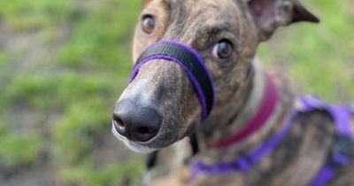 Edinburgh dog owner fuming after puppy slits paw on broken glass left in park