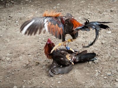 Gunmen kill at least 19 people in illegal cockfighting pit in Mexico