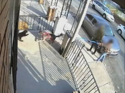 Two teens arrested over horror video of dogs being set to attack Buddy the cat