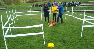 Adorable Holyrood Dog of the Year event makes a comeback in Edinburgh