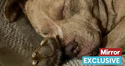 Blind dog rescued from life in chains gets adopted by lady who 'fell in love' with him