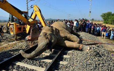 Permanent Body constituted to prevent elephant deaths on railway tracks