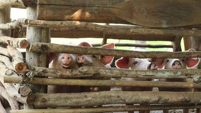 Supreme Court Takes Up California's Attempt To Control How Other States' Farmers Treat Pigs