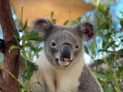 ‘Diverse genetics’: Queensland researchers hope Jagger the koala will help protect his species