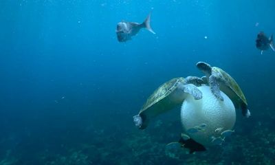 A depressing failure to protect the ocean from exploitation