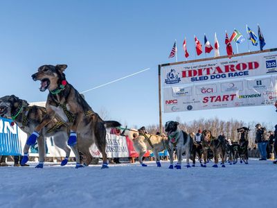 Iditarod sled race punishes three mushers for sheltering their dogs in cabins during fierce storm