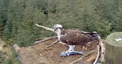 Veteran osprey first to return to Kielder - with hopes for more