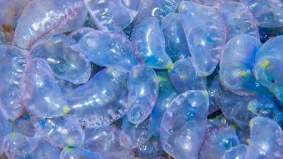 Bluebottle jellyfish surge ashore, beachgoers urged to take care as wild weather continues on east coast