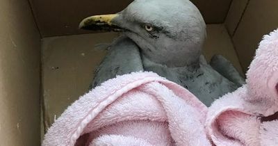 Seagull trapped behind fireplace for 3 days is saved after painstaking rescue mission