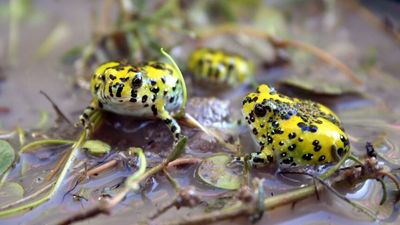 Queensland's crucifix frog, aka holy cross frog, emerges after good wet season