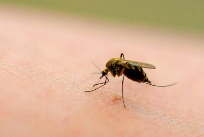 Mosquitoes are happy with climate change