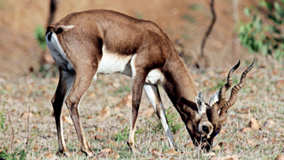 Karnataka: Informers, grazers roped in to protect blackbucks in Tumakuru