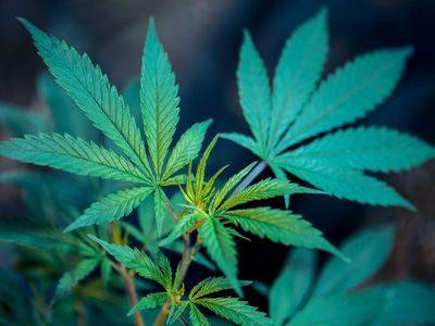 It's A Win-Win: Why Both The United States And Germany Would Benefit From US Cannabis Exports