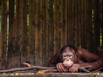 ApeCoin's Popularity With Ethereum Whales Continues Unabated