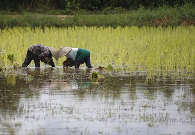 Laos farmers turn to game theory in bid to outsmart rats