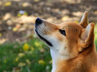 This Knockoff Meme Coin Is Up 220% Today Amid Renewed Interest In Dogecoin And Shiba Inu