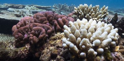 Another mass bleaching event is devastating the Great Barrier Reef. What will it take for coral to survive?