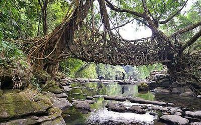 Meghalaya root bridges in UNESCO’s tentative list of World Heritage Sites