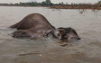 Elephant found dead in Bhavani Sagar water storage area near Coimbatore