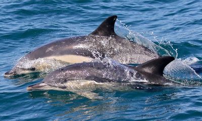 ‘They’re coming this way!’ A day trip with dolphins in Lyme Bay