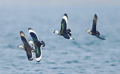 Kazhuveli’s avian fauna to be documented in new book