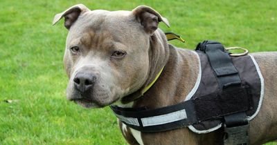 Dog found tied to gate next to busy road with note explaining owners couldn't cope