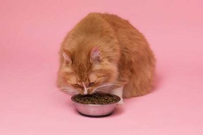 Best cat foods for 2022: Top wet and dry brands to keep your pet happy