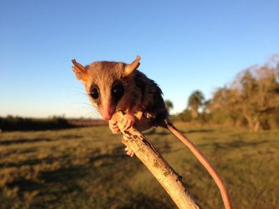 Hundreds of ‘hidden’ mammal species are waiting to be discovered, study says