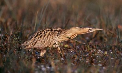 Britain’s loudest bird is back! How the once extinct bittern is booming