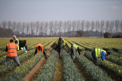 DWP to promote Brexit ‘career opportunities’ in fruit picking to stop food rotting in fields again