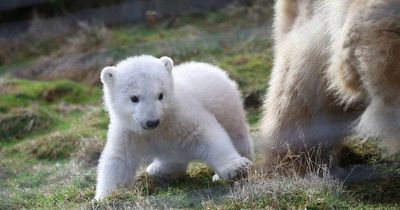 Highland Wildlife Park visitors now able to view adorable baby polar bear