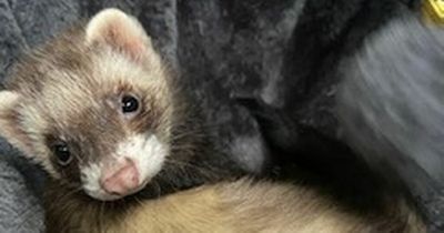 Reward offered to help find Lanarkshire teenager's beloved pet ferret