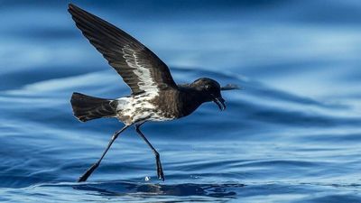 Newly Discovered Seabird Placed Straight On ‘Critically Endangered’ Species List