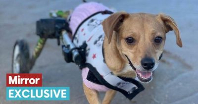 Tiny disabled dog with missing tail is 'ray of sunshine' and deserves loving home
