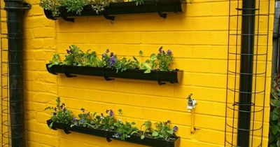 How to make a living garden wall for less than £50