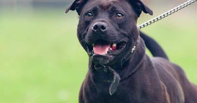 Decapitated dog found in bin shed in South Dublin as gardai probe 'gruesome' discovery