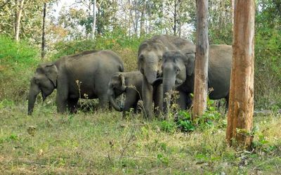 Copious summer rain cheers up wildlife managers in Wayanad