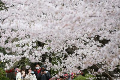 Japan enjoys cherry flower season after COVID-19 restrictions lift