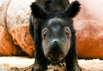 Rare birth of Sumatran rhino brings hope for endangered species