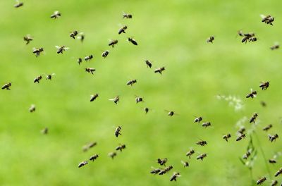 World delegates appear to kick deal to halt nature loss into long grass
