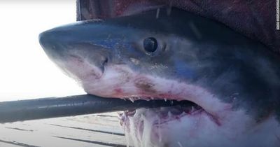 Enormous great white shark shark spotted off Florida coastline after 4,000 mile journey