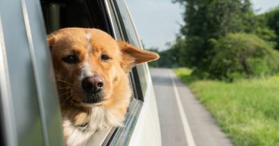 Drivers risk hefty £5,000 fine for letting dog stick its head out the window