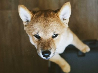 Shiba Inu Is On Fire: SHIB Burn Rate Up Over 3,000%; 303M Tokens Destroyed In One Day