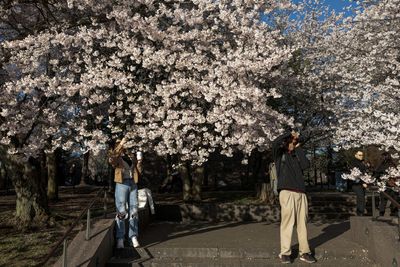 Did the Nationals or Wizards nail their cherry blossoms jersey? We decide.