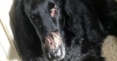 Dog owner's warning after pet suffers horrific facial burns from dangerous plant