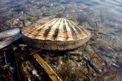 Scallop fishery closures fall short: Forest & Bird