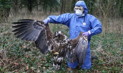 Dead eagle found in Dorset was poisoned but case closed, police confirm